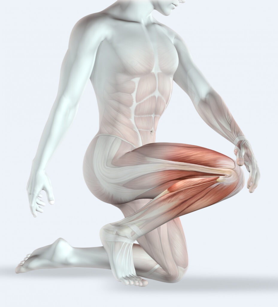 musculos y tendones musculos y tendones